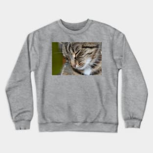 I am a little shy Crewneck Sweatshirt